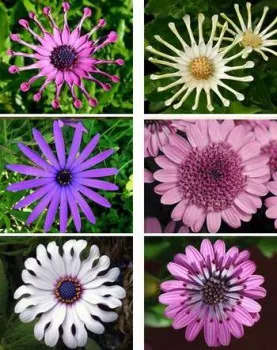 Cultivarea și Osteospermum de îngrijire la domiciliu