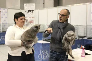 Expozitie de pisici de pedigree, anunțuri tamakyru Kennel expoziții de pisici britanice