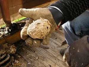 Retragerea viespi remedii populare ca se retrag din casa de lemn, cum de a distruge un cuib de viespi