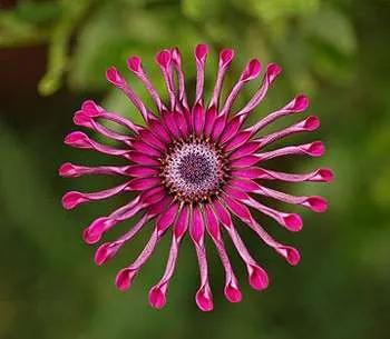 Отглеждане и Osteospermum грижи у дома