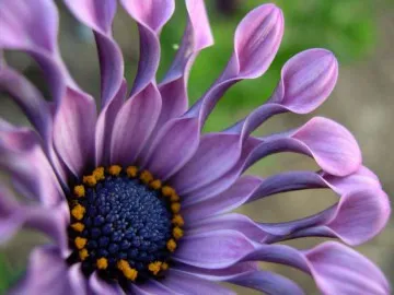 Отглеждане и Osteospermum грижи у дома