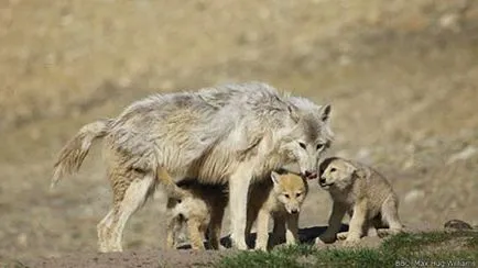 Wolfsschanze farkasok nevelik utódaikat