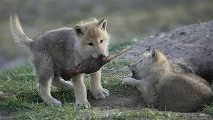 Wolfsschanze farkasok nevelik utódaikat