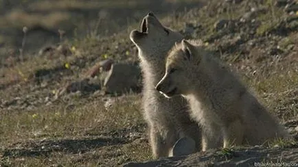 Wolfsschanze farkasok nevelik utódaikat