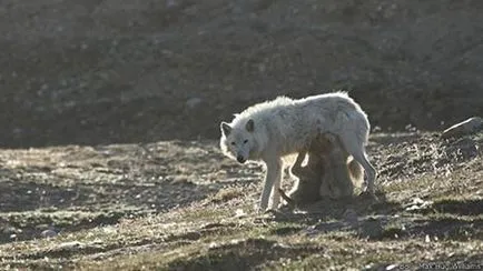 Wolfsschanze farkasok nevelik utódaikat