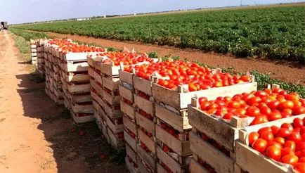 Отглеждане на домати бизнес, производство на бизнеса