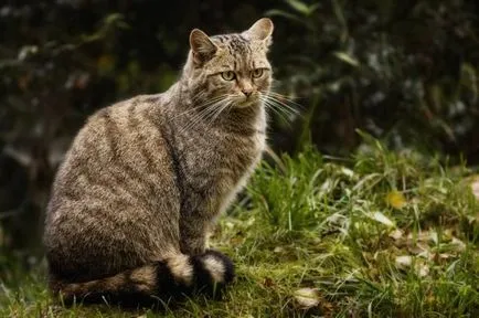 În Caucazian Reserve a adus două pisici pădure