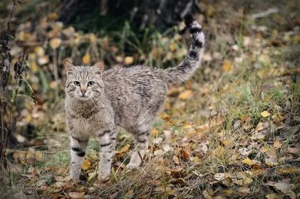 A kaukázusi Reserve indított két erdei macskák