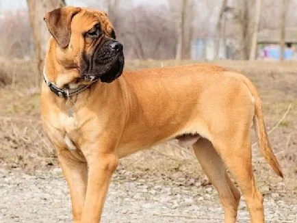 Aspect și caracterul Bullmastiff