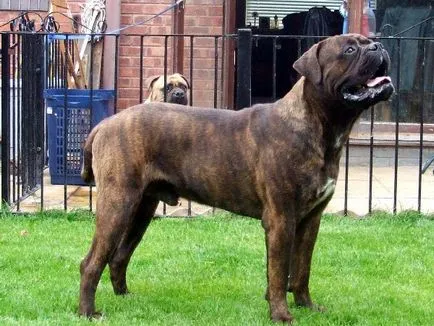 Aspect și caracterul Bullmastiff