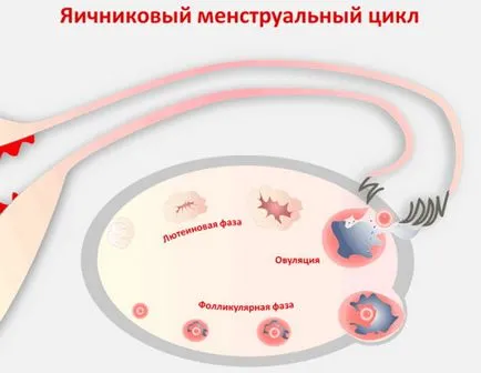 Влияние на месечна болки в яйчниците, техните причини и превенция, дамски житейски истории