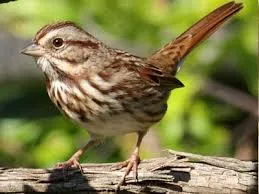 Sparrow megfürdik a medencében, vagy zaletl a házba az ablakon át az erkélyről jelek