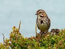 Sparrow megfürdik a medencében, vagy zaletl a házba az ablakon át az erkélyről jelek