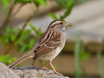 Sparrow megfürdik a medencében, vagy zaletl a házba az ablakon át az erkélyről jelek