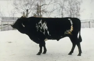 bovine Yakut rasa descriere, foto și video