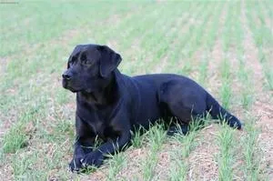 Descriere Caracteristici aspect Labrador Retriever și caracter, și o atenție deosebită