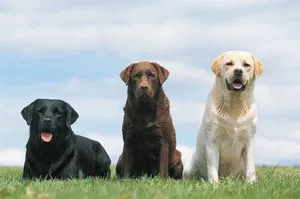 Jellemzői leírás labrador megjelenését és jellegét, és különös gonddal