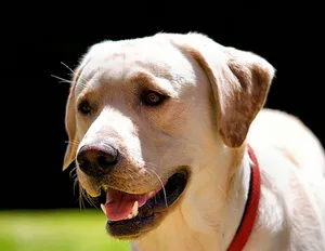 Jellemzői leírás labrador megjelenését és jellegét, és különös gonddal