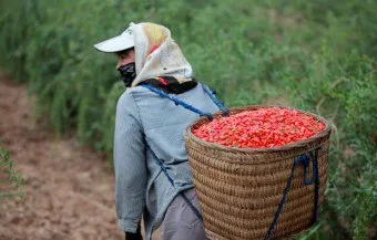 goji - compoziție și proprietăți utile de boabe uscate