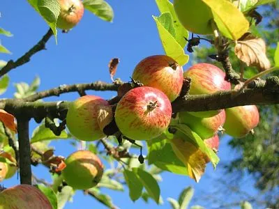 Almafa gyümölcsöt terem egy évben 5 ok