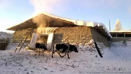 Якутски порода крави с основните характеристики и съвети за поддръжка