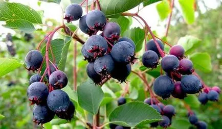 Saskatoon Berry proprietăți utile, viata sanatoasa