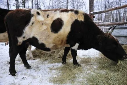 Yakut vaca - jurnal