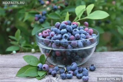 Саскатун ягодоплодни полезни свойства и рецепти