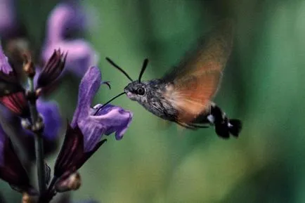 Kacsafarkú Szender - rovar hummingbird