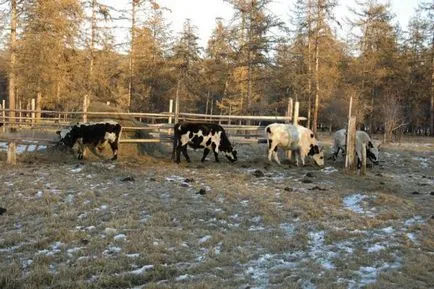 Yakut vaca - jurnal