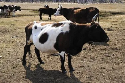 Yakut vaca - jurnal