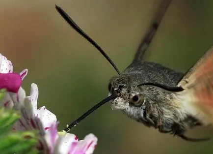 Kacsafarkú Szender - rovar hummingbird