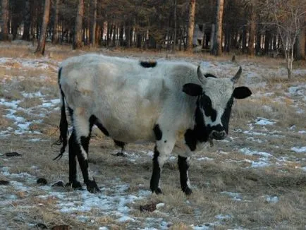 Yakut vaca - jurnal