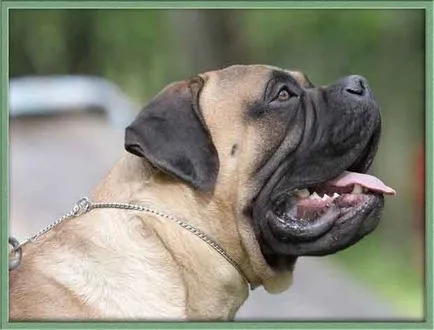 Caracter Bullmastiff, animale de companie