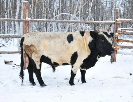 Yakut vaca - jurnal