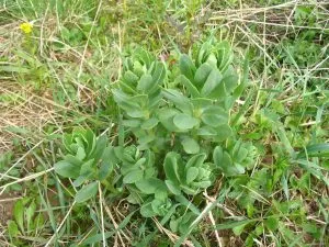 proprietăți medicinale Orpin, se pare ca o plantă