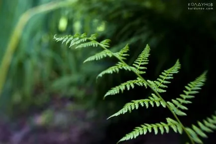 Megjegyzések Koldunov eredeti fotó a lencse Lensbaby 2