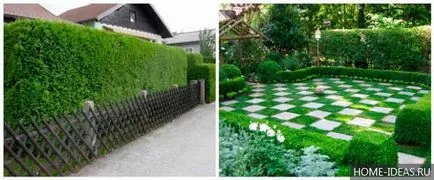 Hedges în design peisagistic