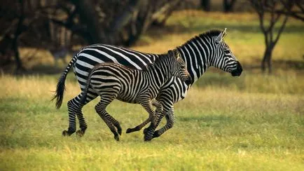 Zebra imagine zebră
