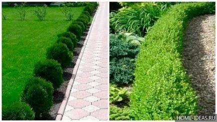 Hedges în design peisagistic