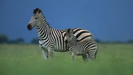 Zebra imagine zebră