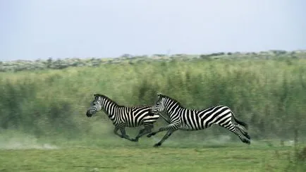 Zebra kép zebra