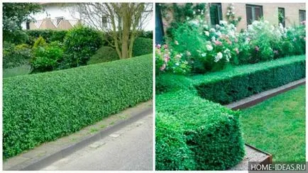 Hedges în design peisagistic