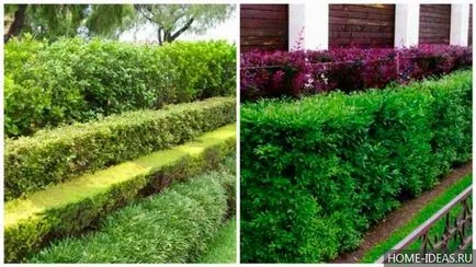 Hedges în design peisagistic