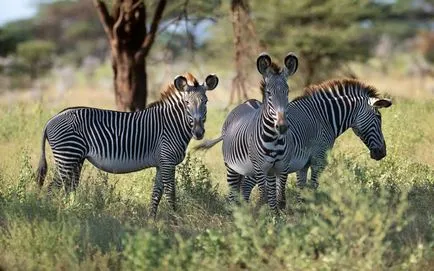 Zebra kép zebra