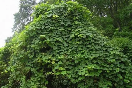 vita de vie in direct cu propriile lor mâini și alegerea metodei de formare, 20 de fotografii de struguri frumos