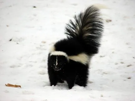 Skunk dungi de animale