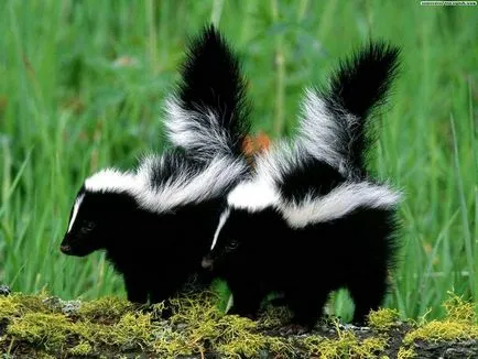 Skunk dungi de animale