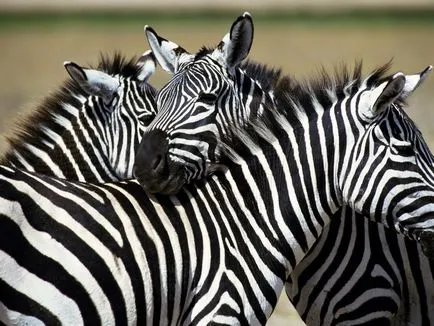 Zebra imagine zebră