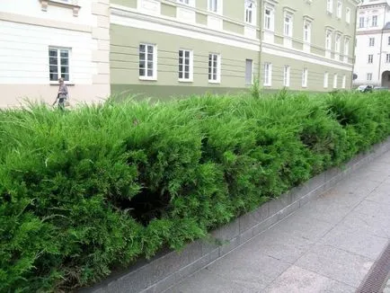 Hedges în tipuri de design de peisaj și caracteristici